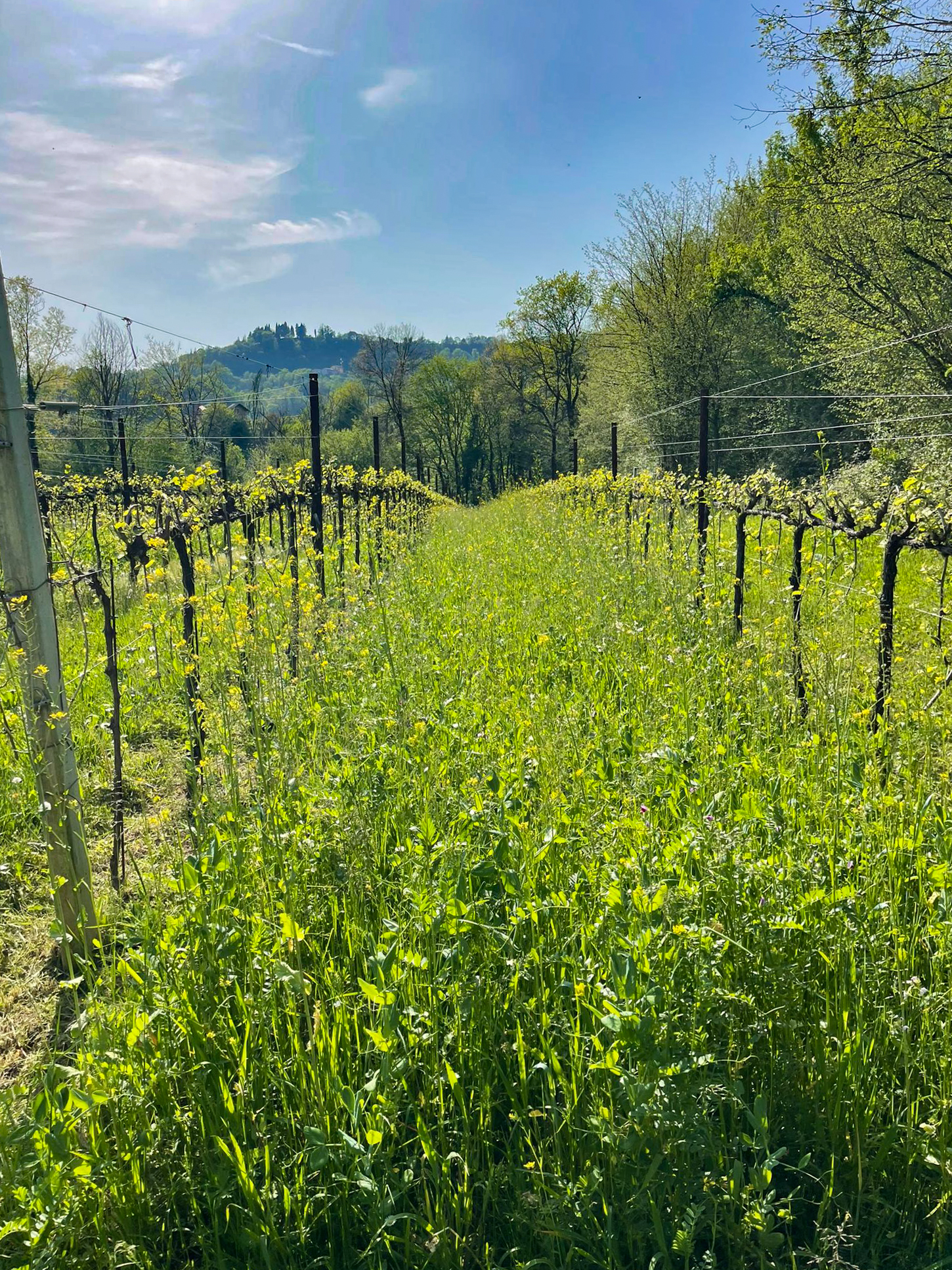 erbe vigneto