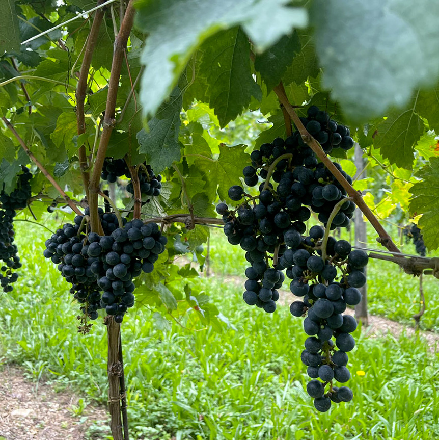 uva-rossa
