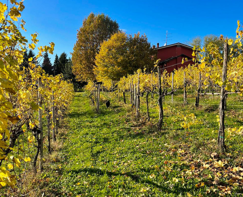 vigneto autunno